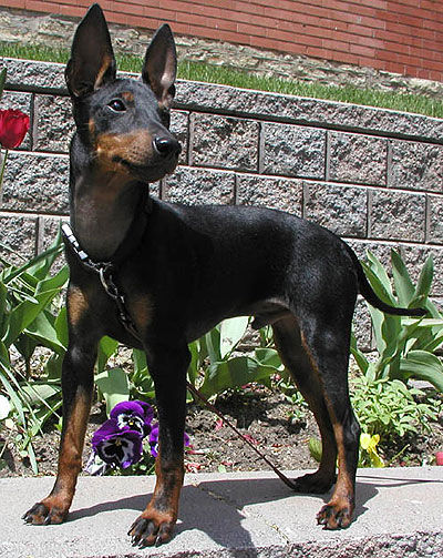 English toy terrier 3