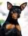 English toy terrier 2